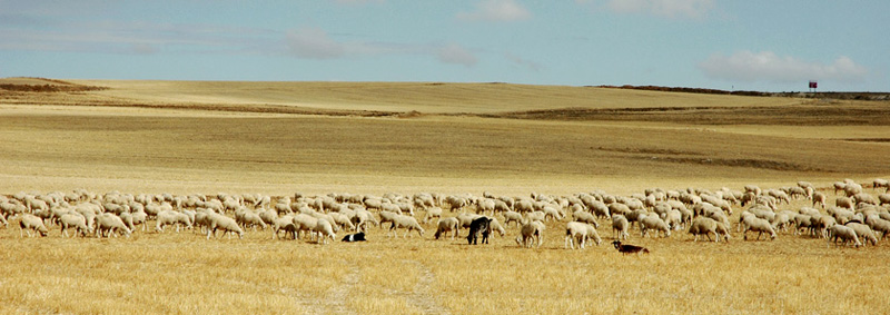 Rebao de ovejas