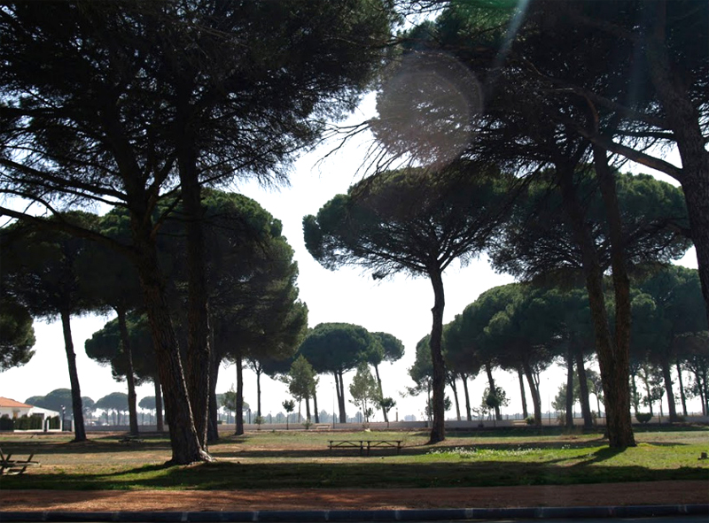 El Pinar de Arenales de San Gregorio