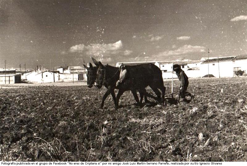 Levantando el rastrojo