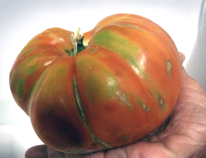 Tomate de la tierra