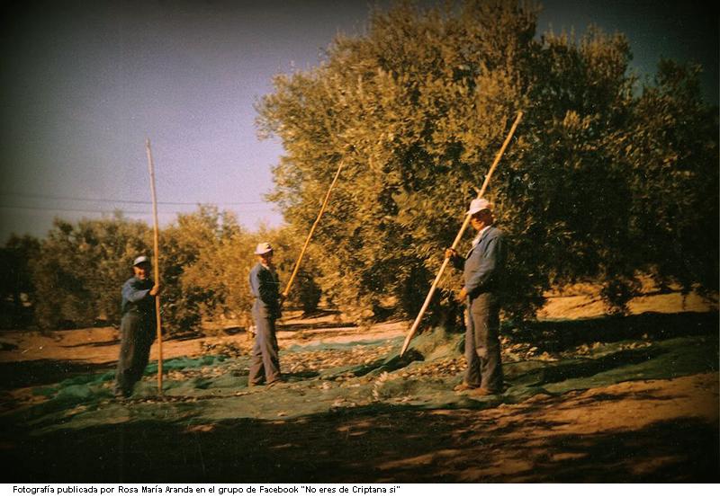 Recogiendo la aceituna por vareo