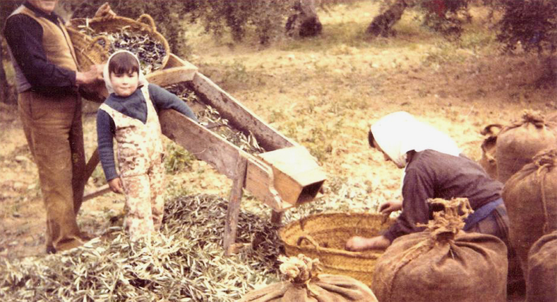 Limpiando la aceituna